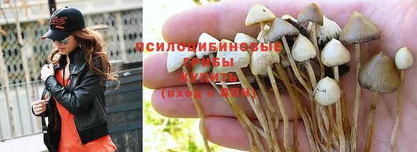шишки Алзамай