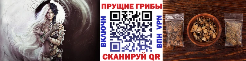 Псилоцибиновые грибы мицелий  цены   Саянск 